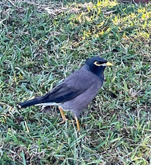 Acridotheres tristis