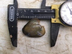 Potamilus inflatus