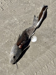 Menticirrhus