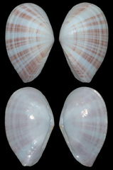 Tellinella virgata