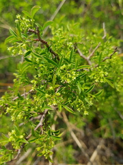 Searsia rigida