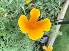 Eschscholzia