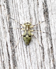 Mesopsocus