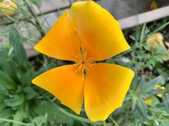 Eschscholzia