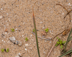 Zephyranthes bagnoldii
