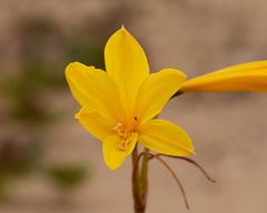 Zephyranthes bagnoldii