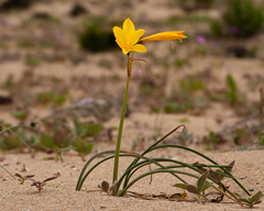 Zephyranthes bagnoldii