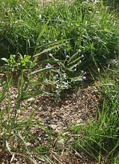 Cynoglossum amabile