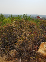 Ancylobothrys capensis