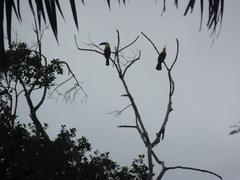 Ramphastos vitellinus