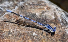 Argia sabino