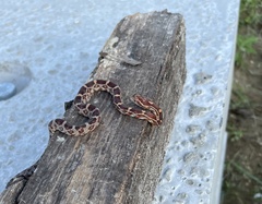 Pantherophis guttatus