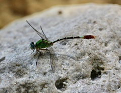 Erpetogomphus elaps