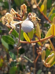 Ancylobothrys capensis