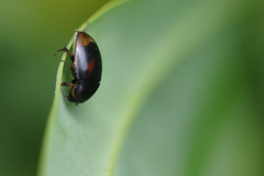 Sphaeridium scarabaeoides