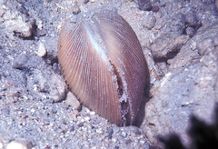 Periglypta exclathrata