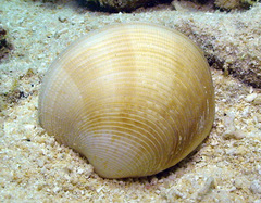 Periglypta exclathrata