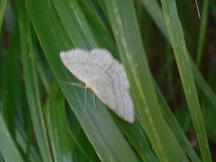 Scopula ternata