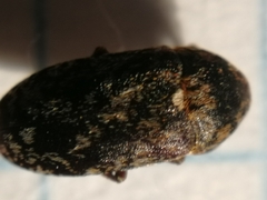 Dermestes gyllenhalii