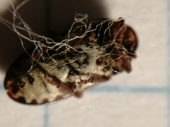 Dermestes gyllenhalii