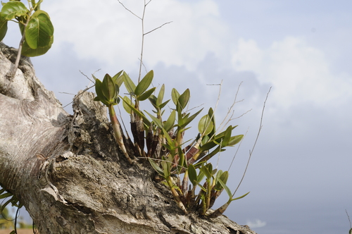 Montserrat Orchid (Epidendrum montserratense)