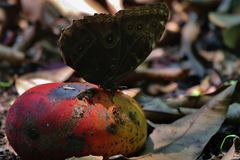Morpho helenor montezuma