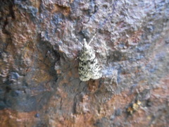 Eudonia phaeoleuca