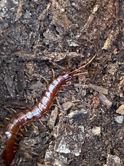 Scolopocryptops spinicaudus