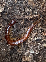 Scolopocryptops spinicaudus