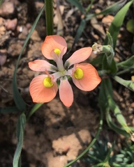 Moraea papilionacea