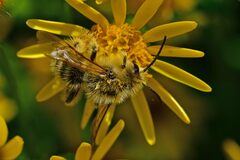 Dasypoda hirtipes