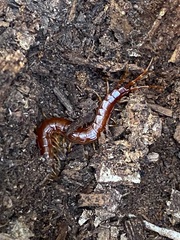 Scolopocryptops spinicaudus