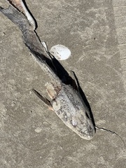 Menticirrhus