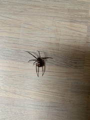 Steatoda grossa