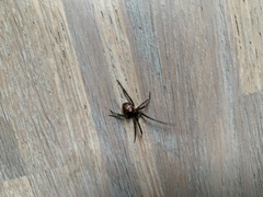 Steatoda grossa
