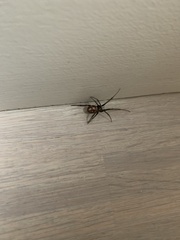 Steatoda grossa