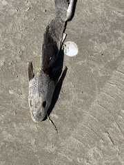 Menticirrhus