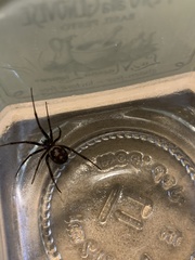 Steatoda grossa