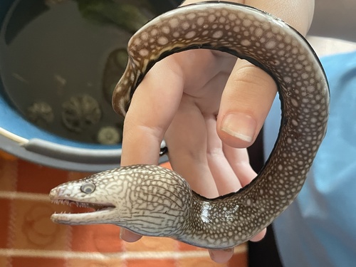 Honeycomb Moray (Gymnothorax saxicola) — Muraenidae — 4