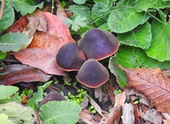 Macrocystidia cucumis