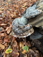 Fomes fomentarius
