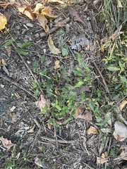 Persicaria longiseta