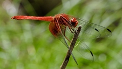 Dythemis maya