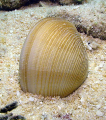 Periglypta exclathrata