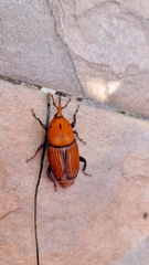 Rhynchophorus ferrugineus