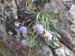 Phyteuma hedraianthifolium