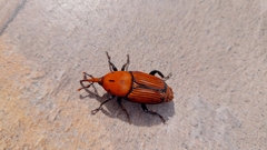 Rhynchophorus ferrugineus