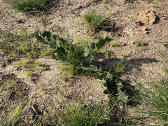 Lichtensteinia lacera