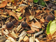 Macrocystidia cucumis