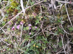 Thymus praecox
